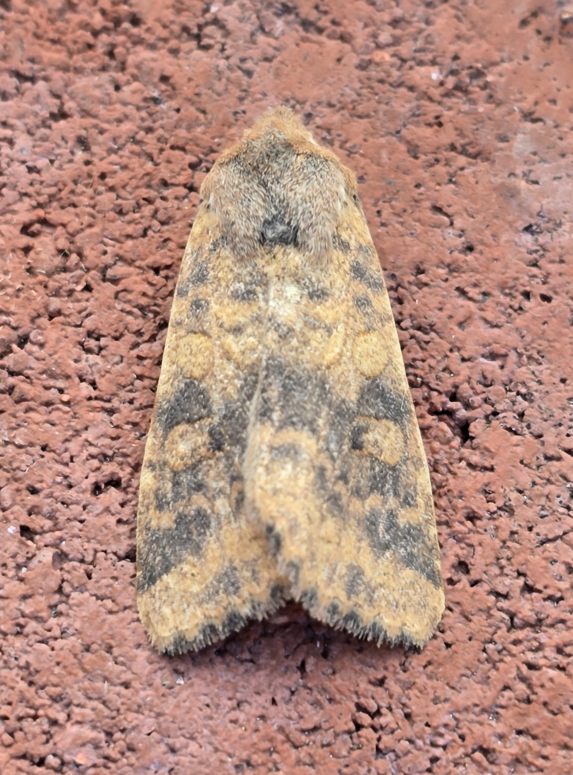 Photo of Dusky-lemon Sallow (Cirrhia gilvago)